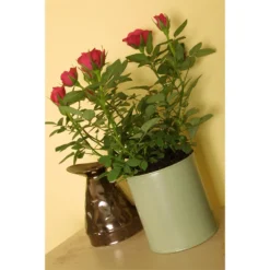 Craig & Rose 1829 Eggshell Paint Beauvais Cream - 750ml 5 Craig & Rose 1829 Eggshell Paint Beauvais Cream - 750ml -Sandtex Home Sales Store 12819896 6664948285222665